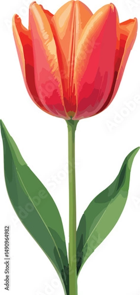 Fototapeta Elegant Single Tulip Bloom: Red, Yellow, and Green with Clean Simplicity on Cream Background, Beautiful Spring Flower Symbolizing Love and Growth     