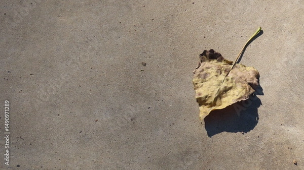 Obraz dry leaf on the ground