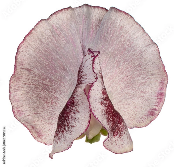 Obraz sweetpea flower