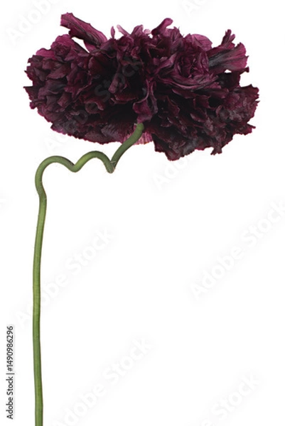 Obraz poppy