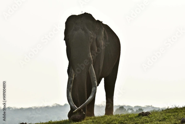 Fototapeta An old Elephant with long tusks