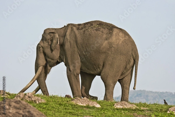 Obraz An old Elephant with long tusks