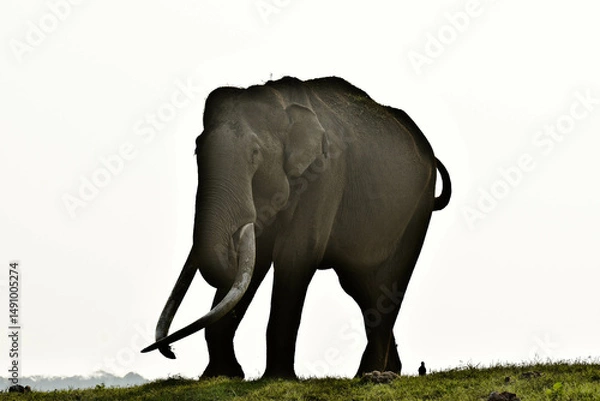 Obraz An old Elephant with long tusks