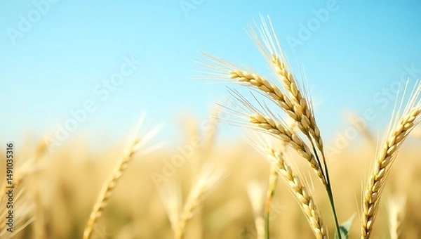Fototapeta A close-up view of golden wheat ears gently swaying in the warm breeze under a wide, clear blue sky. Generative Ai.