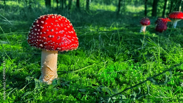 Fototapeta Bright red fly agaric against the background of green grass in the forest close-up
