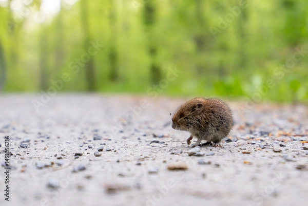 Obraz Maus