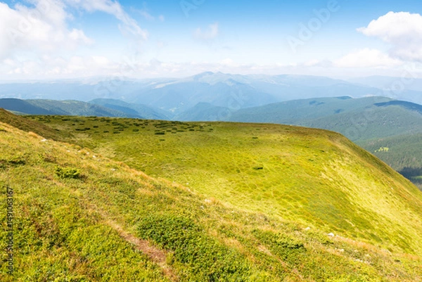 Fototapeta scenic view in to valley. cumulus clouds above horizon. beautiful landscape of carpathian mountains on a bright forenoon in summer. grassy slopes beneath a blue sky. travel chornohora ridge of ukraine