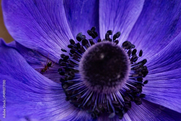 Fototapeta macro di anemone color viola