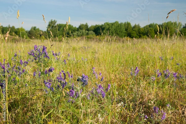 Fototapeta heath in germany in the evening light