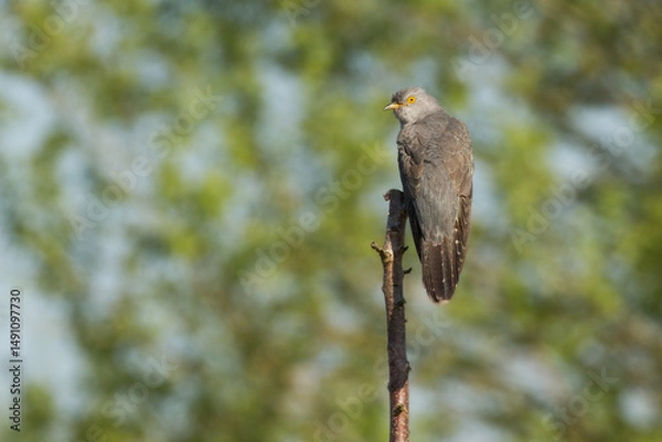 Fototapeta common cuckoo