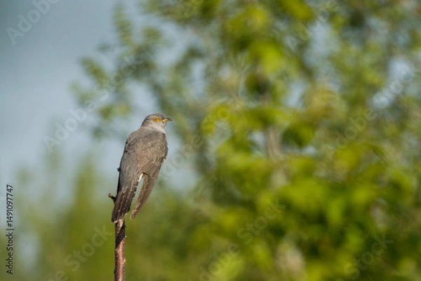 Fototapeta common cuckoo