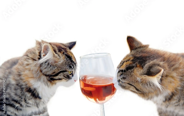 Obraz cats and wine
