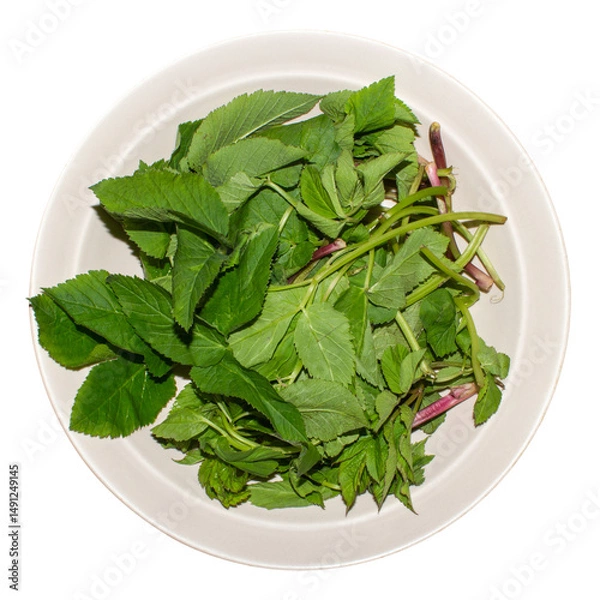 Fototapeta Snyt is a perennial herbaceous plant.Sleep is an ordinary background.It's a useful weed.