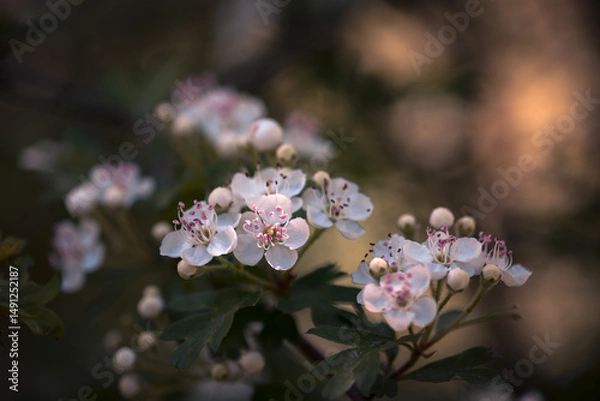 Fototapeta  hawthorn or may tree flowers, shallow depth of field and blurred background
