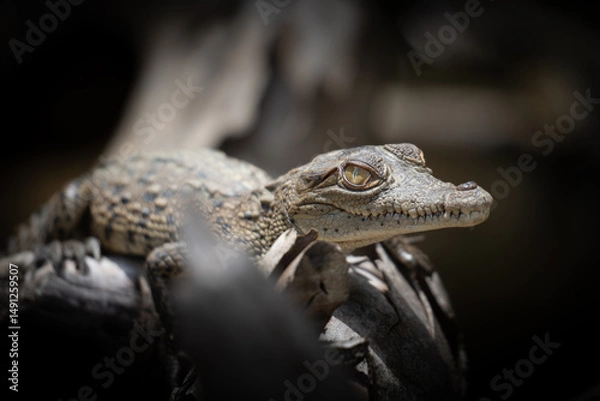 Obraz little baby crocodile in the jungle