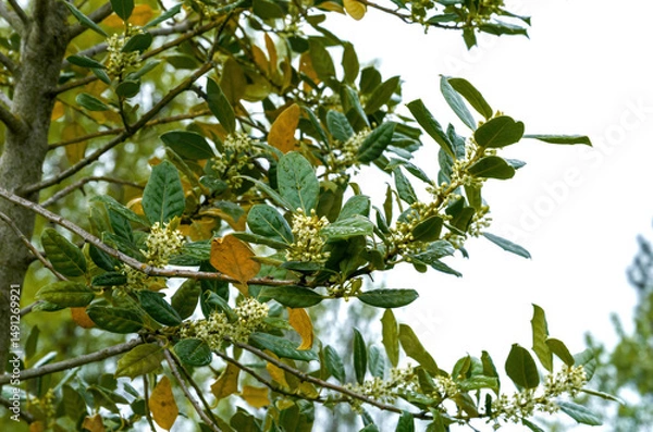 Fototapeta Branch of a tree with glossy green and yellowing leaves bearing clusters of small white flowers, captured during springtime against a light sky and faint power lines in the background