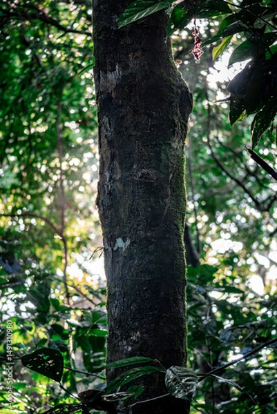 Obraz tree in the woods