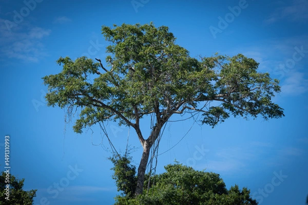 Obraz tree in the sky