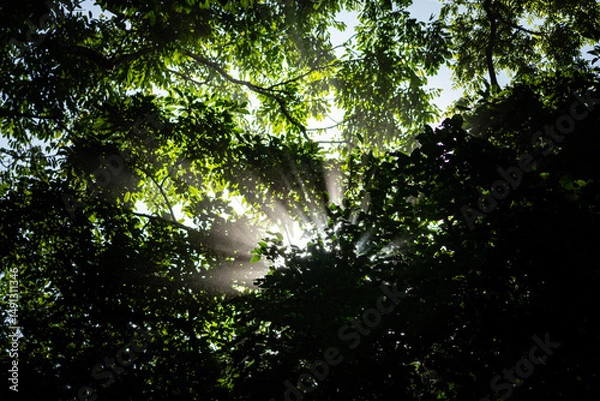 Obraz sun shining through trees
