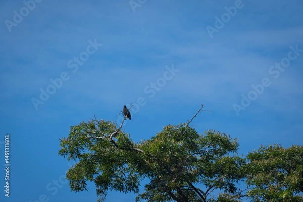 Obraz bird on a branch