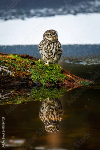Obraz Mirrored owl. Little owl, Athene noctua, perched on mossy branch in icy lake. Reflection on water surface. Small adorable owl in attractive environment. Winter in wild nature. Bird of prey in habitat.