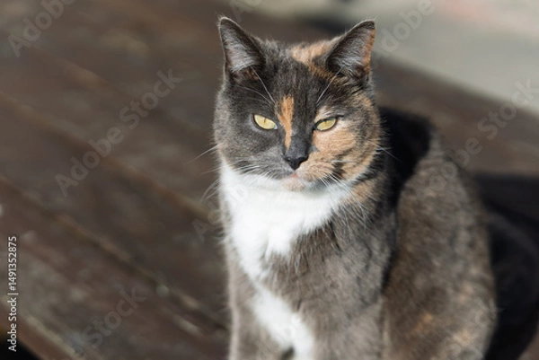 Fototapeta A cat with a yellow eye sits on a wooden table