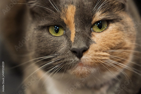 Fototapeta A cat with a green eye and a black nose