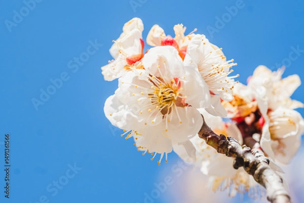 Fototapeta 梅の花