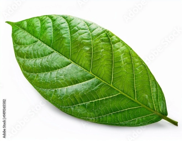 Obraz green cocoa leaf isolated on a white background