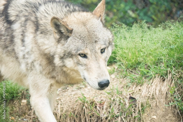 Fototapeta Timber Wolf / Canis lycaon