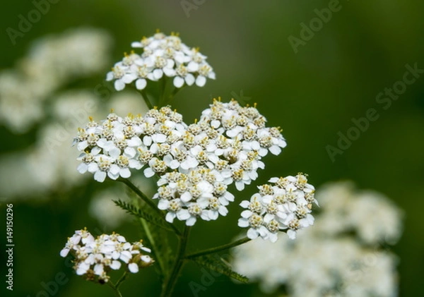 Obraz セイヨウノコギリソウ