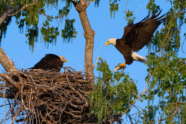 Obraz bald eagle in the nest