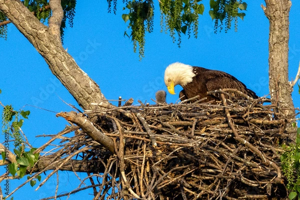 Obraz bald eagle in the nest