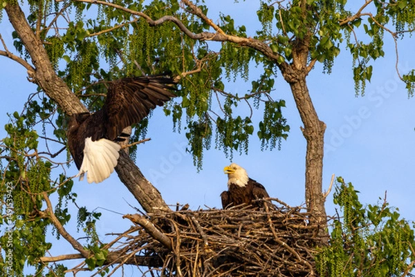 Obraz Eagle in a nest