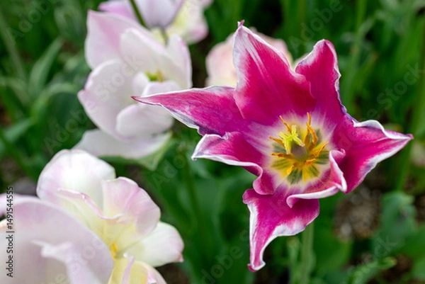 Obraz pink and yellow flower