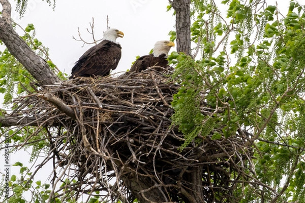 Obraz Eagle in a nest