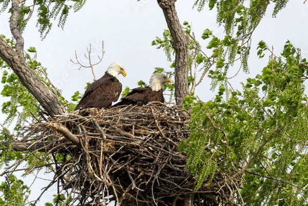 Obraz Eagle in a nest