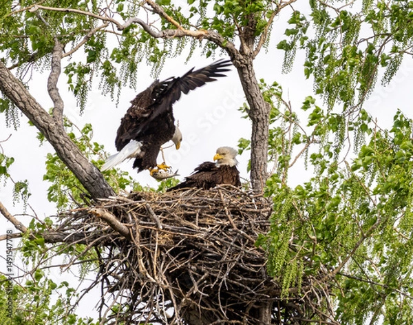 Obraz Eagle in a nest