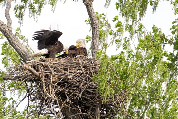 Obraz Eagle in a nest