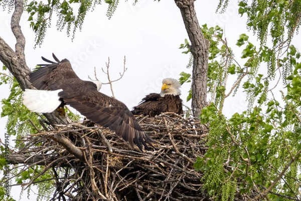 Obraz Eagle in a nest