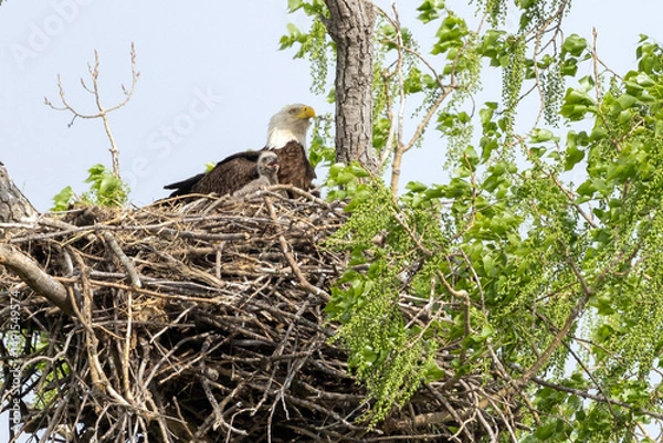 Obraz Eagle in a nest