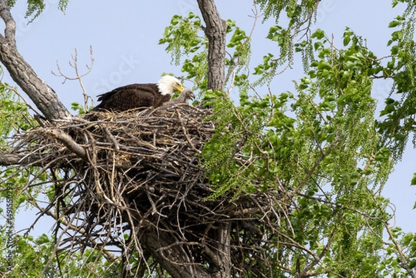 Obraz Eagle in a nest