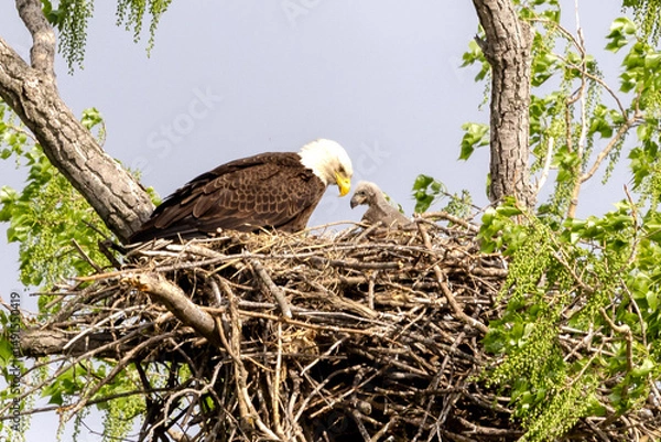 Obraz Eagle in a nest