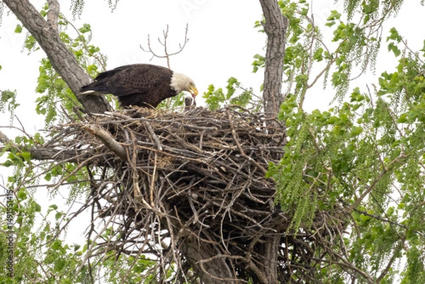 Obraz Eagle in a nest