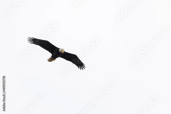 Obraz Eagle in a nest