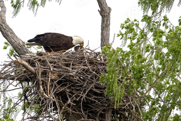 Obraz Eagle in a nest