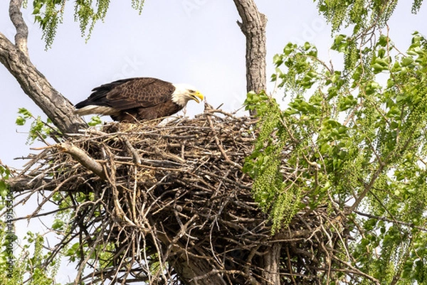 Obraz Eagle in a nest