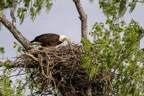 Obraz Eagle in a nest