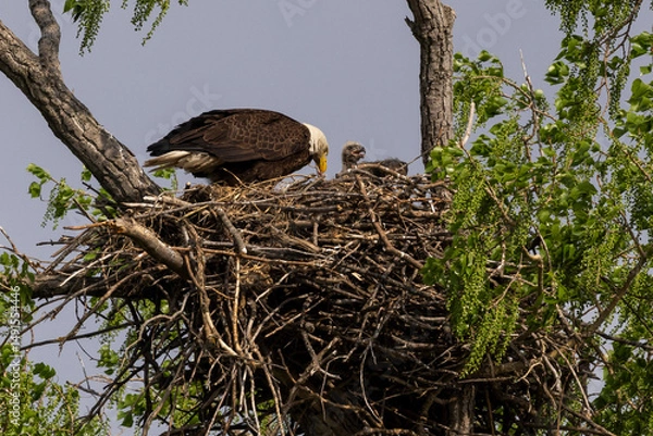 Obraz Eagle in a nest