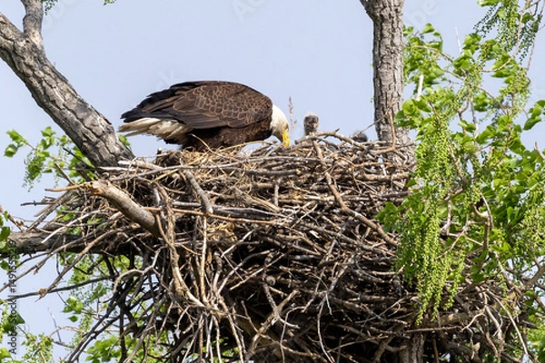 Obraz Eagle in a nest
